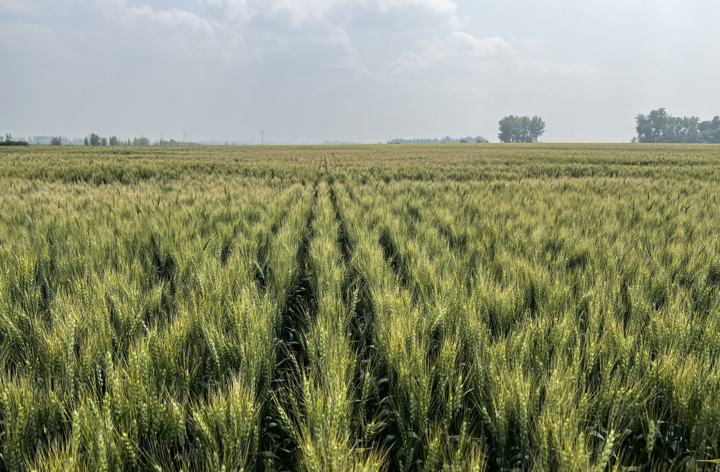 Regen Ag 